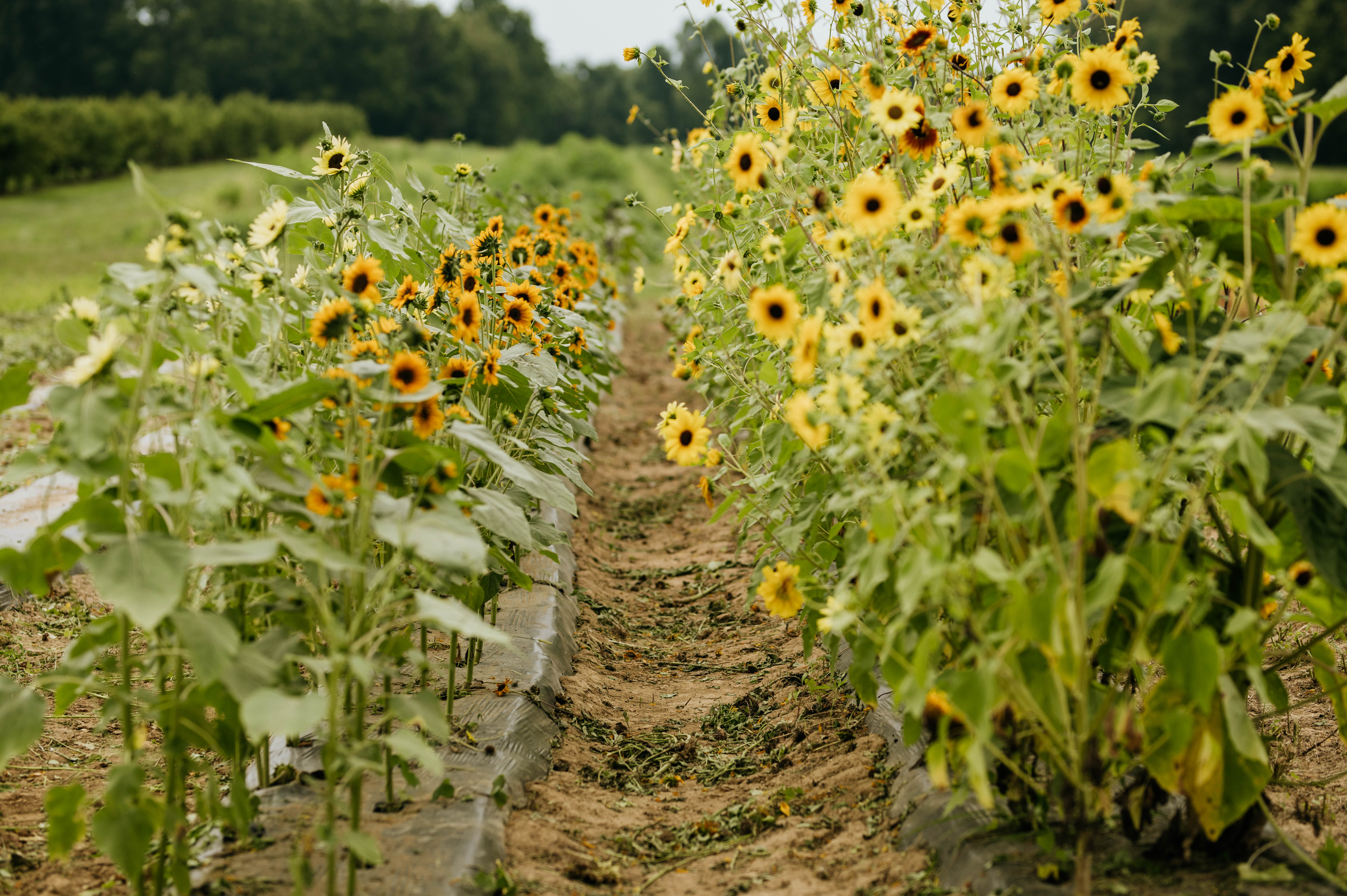 A sunflower field.